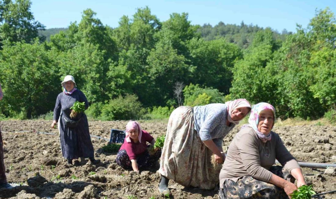 Bilecik merkeze bağlı Çukurören köyünde 162 yılı aşkın süredir yetiştirilen,