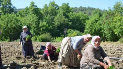 Bilecik merkeze bağlı Çukurören köyünde 162 yılı aşkın süredir yetiştirilen,