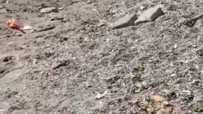Bursa’nın Mudanya ilçesinde sahil bandında görülen yaban domuzu, vatandaşların cep