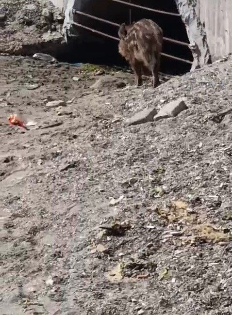 Bursa’nın Mudanya ilçesinde sahil bandında görülen yaban domuzu, vatandaşların cep