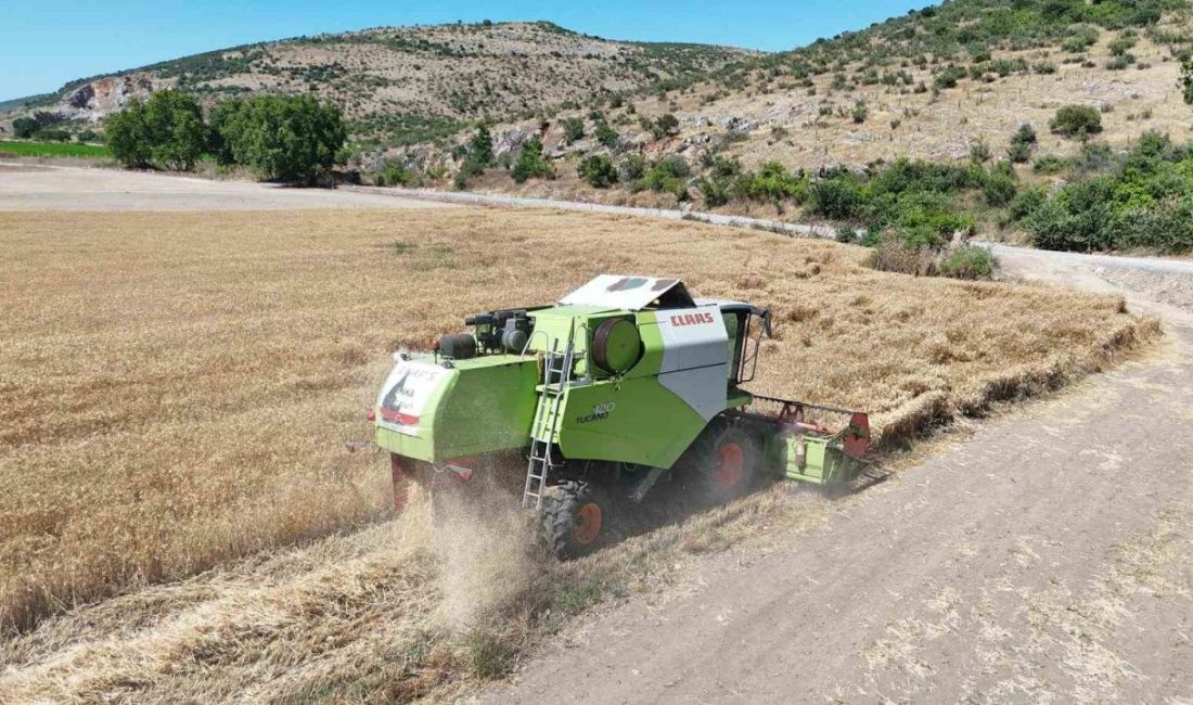 Altıeylül Belediyesi tarafından yürütülen tarımsal çalışmalar kapsamında Balıkesir’de geliştirilerek hasat