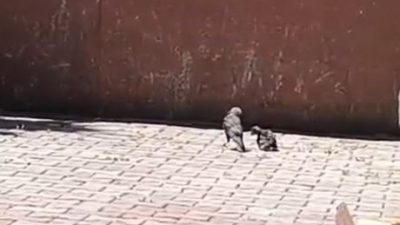 Arnavutköy’de okulun havalandırma boşluğuna düşen karga yavrusu ekiplerce kurtarıldı. Olay,
