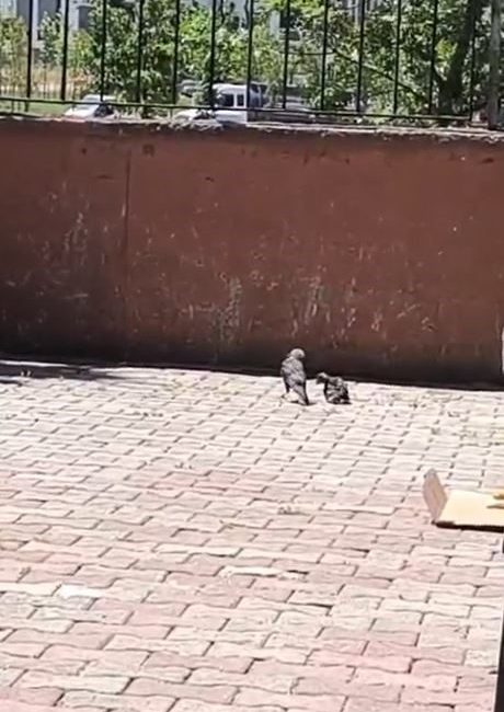 Arnavutköy’de okulun havalandırma boşluğuna düşen karga yavrusu ekiplerce kurtarıldı. Olay,