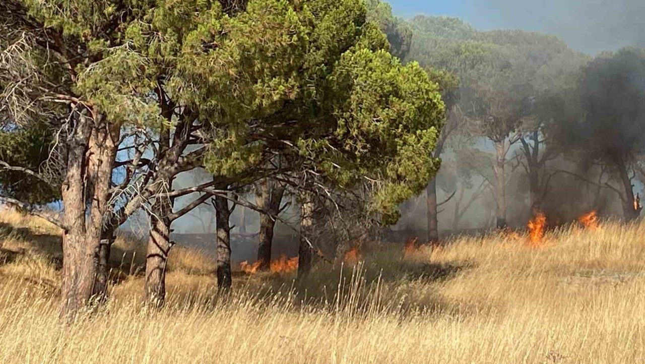 Balıkesir’in Ayvalık ilçesinde otluk alanda çıkan yangın, rüzgarın etkisiyle 15