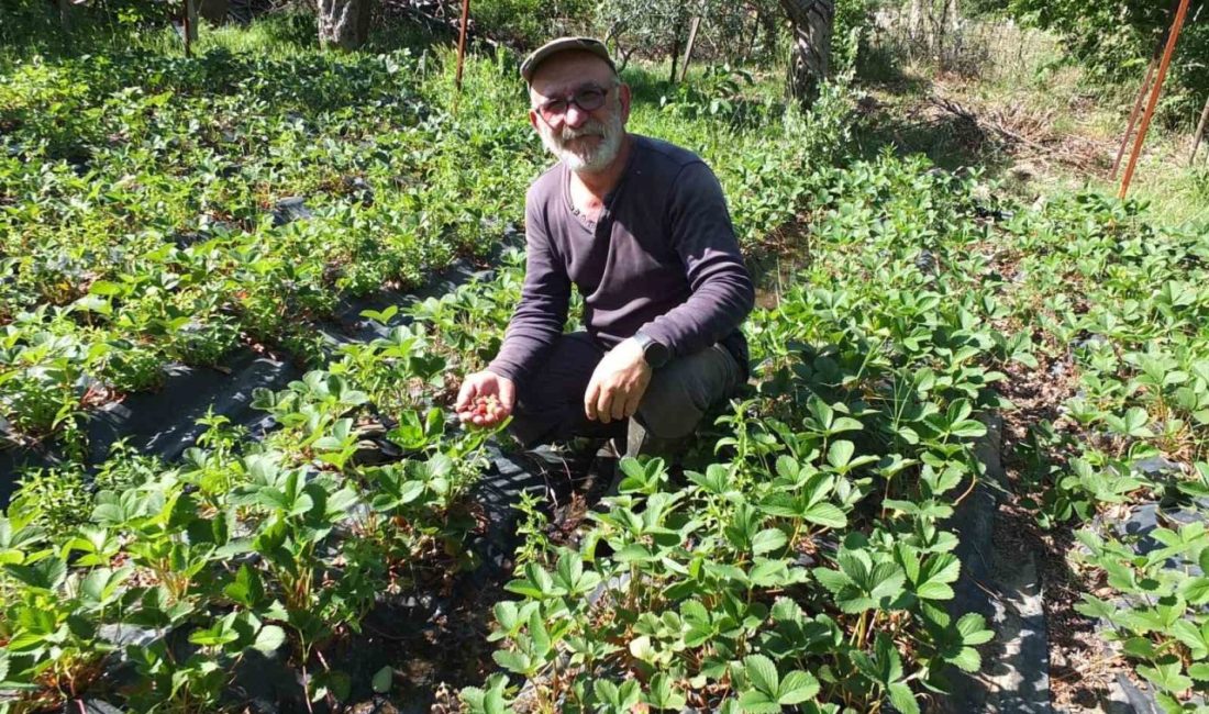 Burhaniye ilçesinde, 6 yıl önce ilçeye gelen emekli muhasebeci Bayram