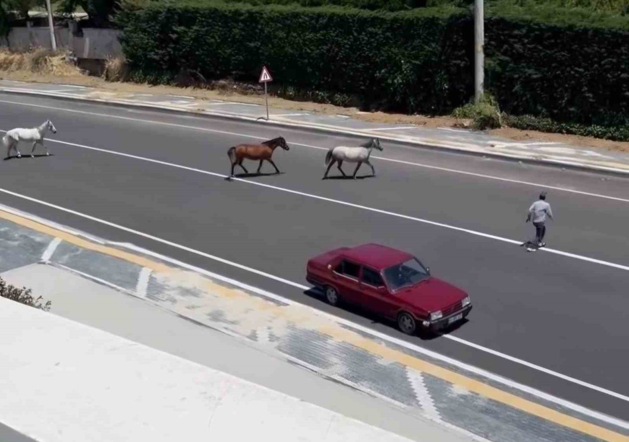 Tekirdağ’ın Süleymanpaşa ilçesinde yolda dörtnala koşan başıboş atlar, olası bir
