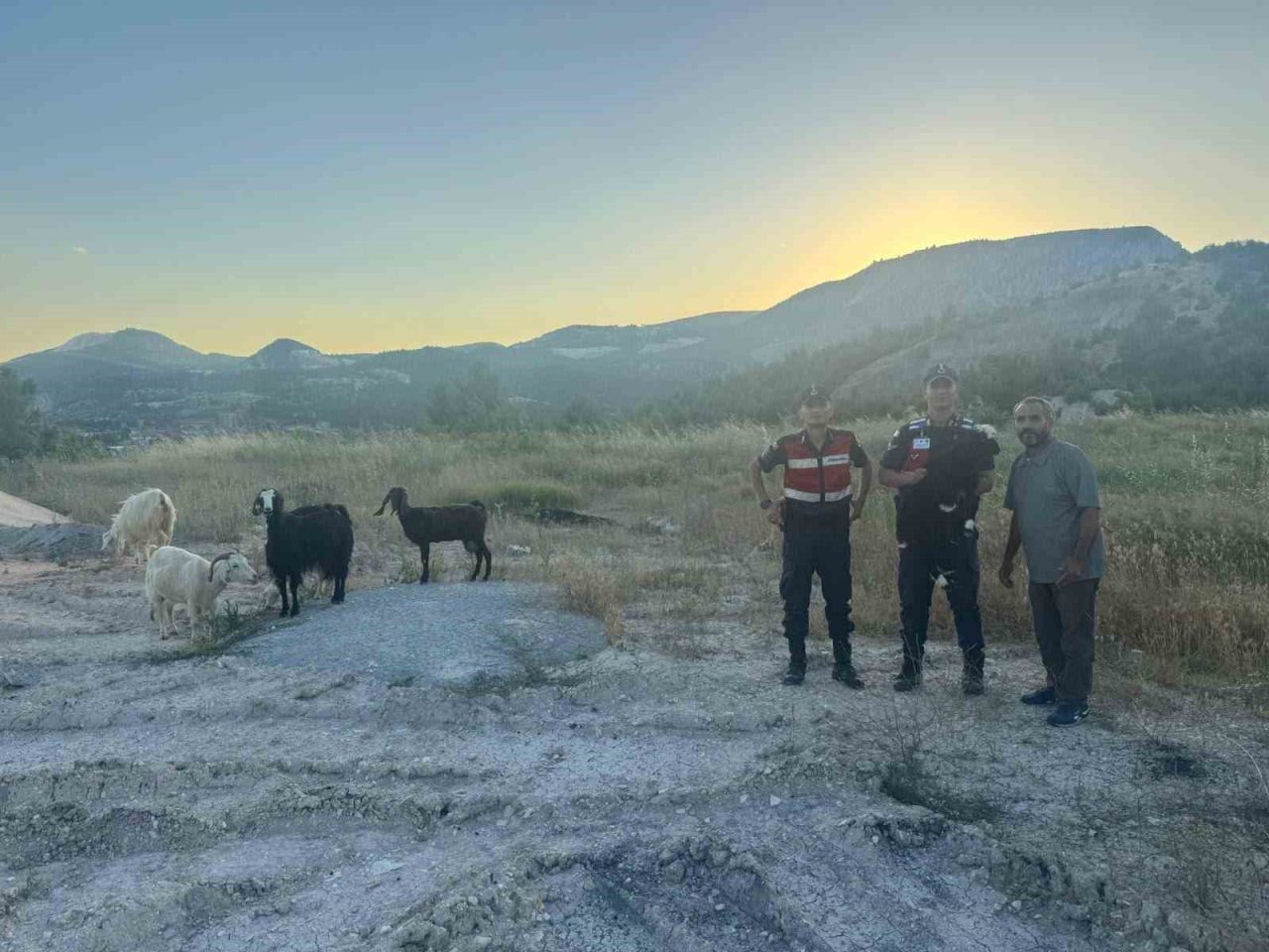 Bilecik’te kaybolan 9 küçükbaş hayvan jandarma tarafından bulunarak sahibine teslim