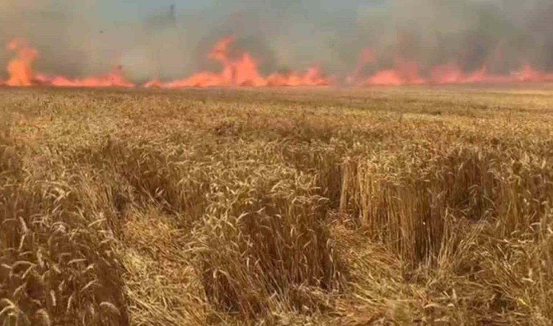 Tekirdağ’ın Süleymanpaşa ilçesinde çıkan yangında yaklaşık 100 dekar buğday ekili