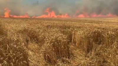 Tekirdağ’ın Süleymanpaşa ilçesinde çıkan yangında yaklaşık 100 dekar buğday ekili