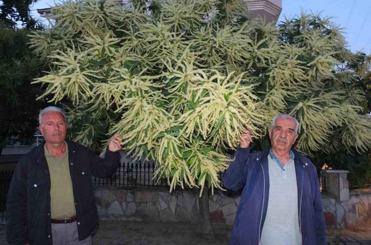 Burhaniye ilçesinde, kestane ağaçları çiçek açtı. Genellikle dağlık bölgelerde bulunan