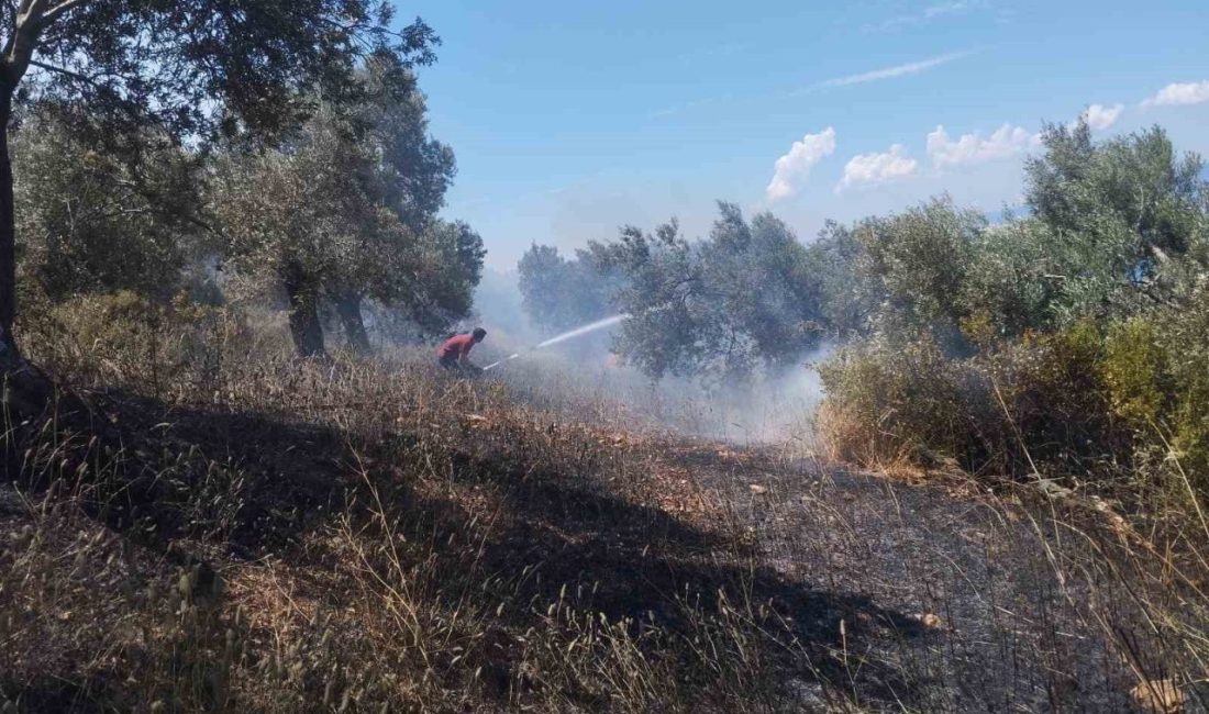 Balıkesir’in Burhaniye ilçesine bağlı Pelitköy Mahallesi’nde zeytinlik alanda yangın çıktı.
