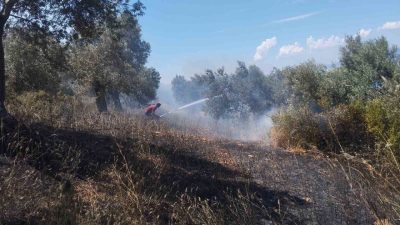 Balıkesir’in Burhaniye ilçesine bağlı Pelitköy Mahallesi’nde zeytinlik alanda yangın çıktı.