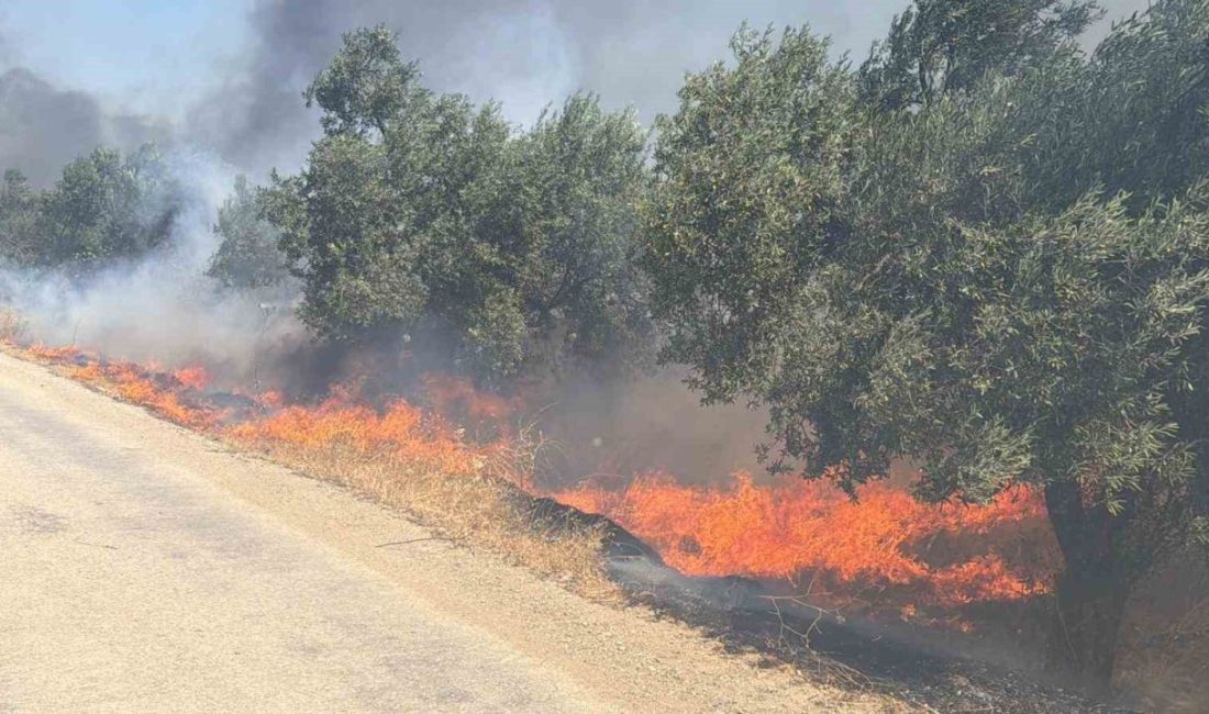 Balıkesir’in Edremit ilçesinde eski çöp depolama alanında çıkan ve rüzgarın