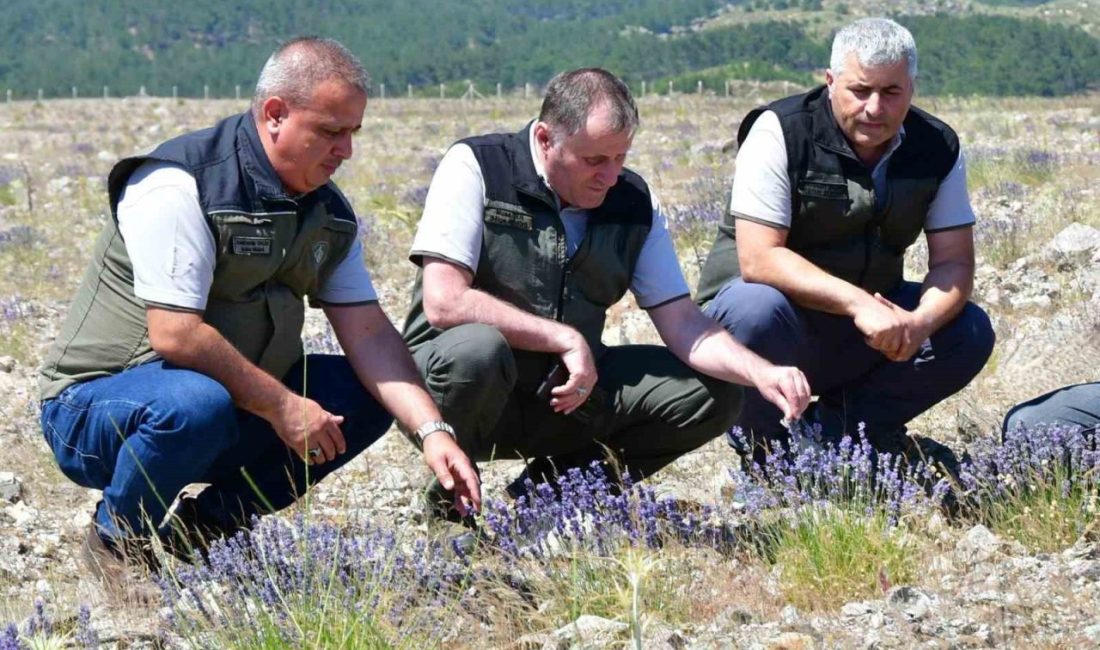 Balıkesir Orman Bölge Müdürü Musa Şen, Edremit Orman İşletme Müdürlüğü
