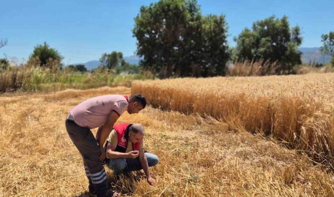 Havran İlçe Tarım ve Orman Müdürlüğü teknik personeli tarafından ilçe