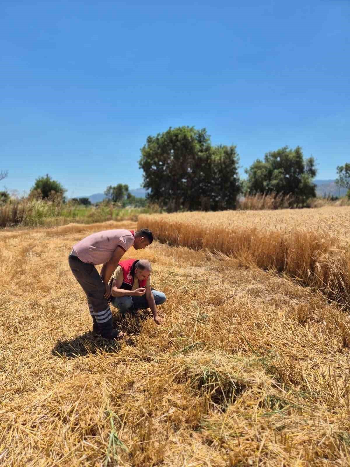 Havran İlçe Tarım ve Orman Müdürlüğü teknik personeli tarafından ilçe