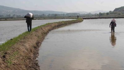 Balıkesir’in Manyas ilçesinde çeltik ekimi devam ederken, bu yıl ekim