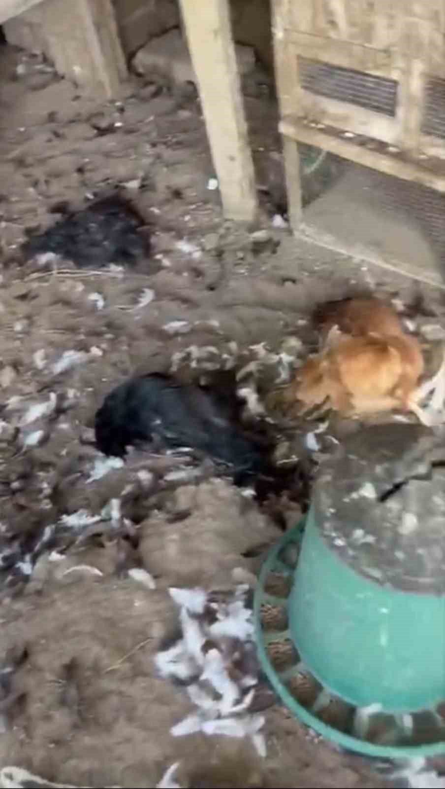 Bursa’nın Mudanya ilçesinde sokak köpeklerinin saldırdığı kümeste yaklaşık 30 tavuk