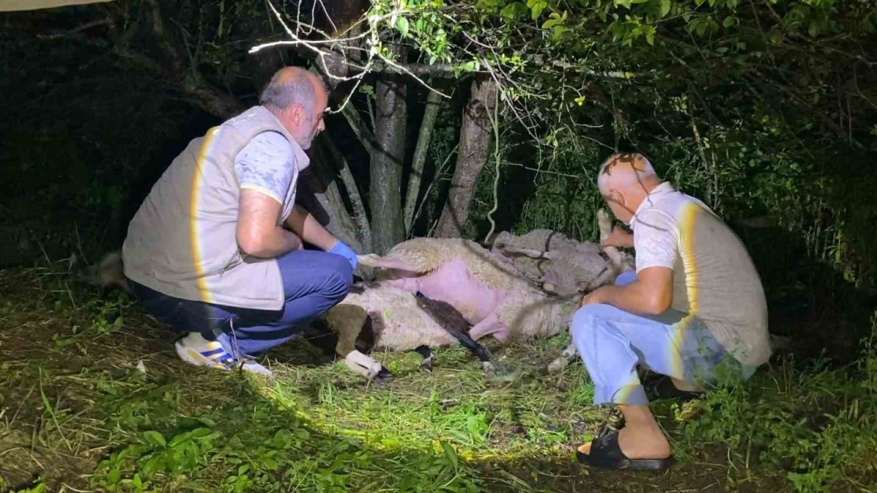 Bursa’nın İnegöl ilçesinde yıldırımın düştüğü ağacın altındaki 6 küçükbaş hayvan
