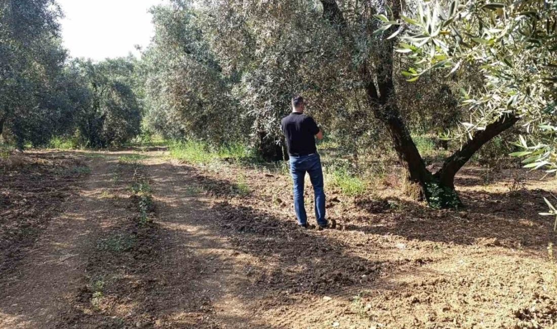 Balıkesir’de zeytin üretiminde kaliteyi artırmak ve verim kayıplarının önüne geçmek