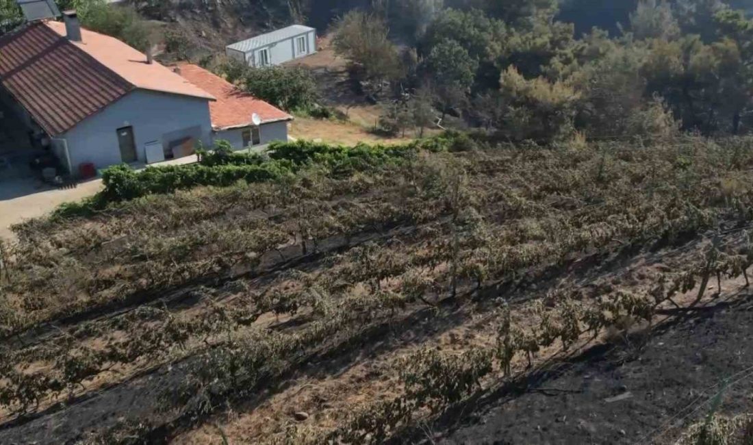 Balıkesir’in Gömeç ilçesinde günlerdir etkisini sürdüren orman yangını, tarımsal üretimi