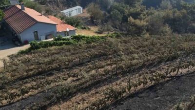 Balıkesir’in Gömeç ilçesinde günlerdir etkisini sürdüren orman yangını, tarımsal üretimi