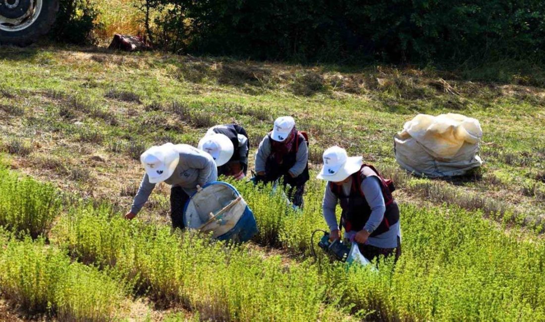 Kocaeli’de tarımsal kalkınmayı desteklemek amacıyla hayata geçirilen Tıbbi ve Aromatik