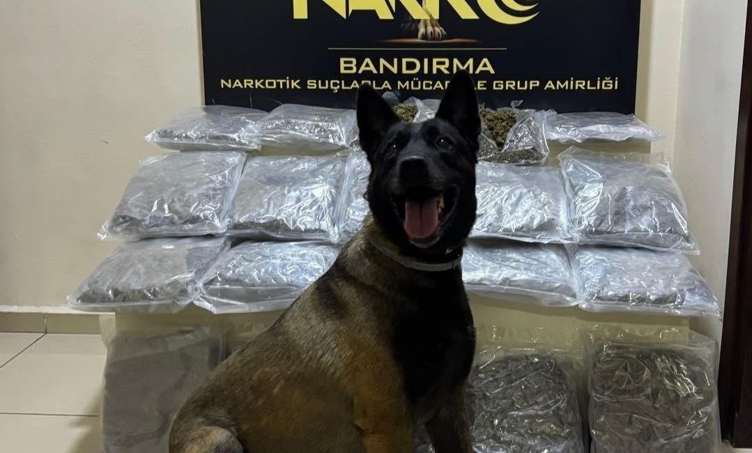 Balıkesir’in Bandırma ilçesinde narkotik ekiplerince düzenlenen operasyonda, narkotik arama köpeği