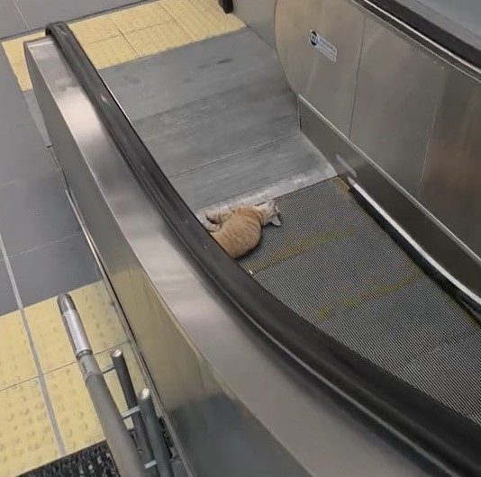 Başakşehir’de, metro istasyonunda bir kedi yürüyen merdivene sıkıştı. Durumu fark
