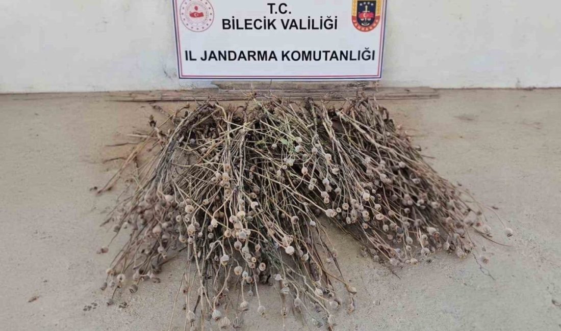 Bilecik’te jandarma ekiplerince düzenlenen operasyonda izinsiz ekilen 136 kök haşhaş