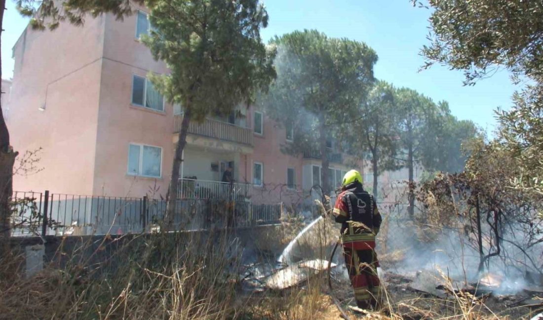 Balıkesir’in Burhaniye ilçesinde, Çanakkale-İzmir Karayolu kenarında çıkan ot yangını zeytinliğe