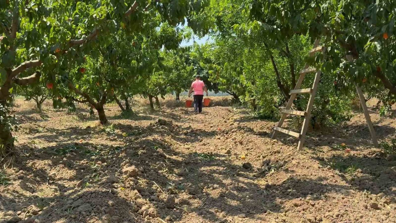 Türkiye’nin önemli meyve üretim merkezlerinden Bursa Ovası’nda şeftali hasadı başladı.