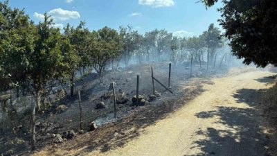 Çanakkale’nin Yenice ilçesinde tarım arazisinde başlayan Orman Bölge Müdürlüğü ekiplerinin