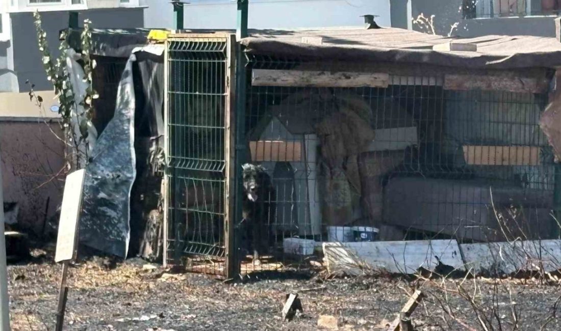Çanakkale’de yol kenarında çıkan ot yangınında bölgedeki barakada kilitli olan