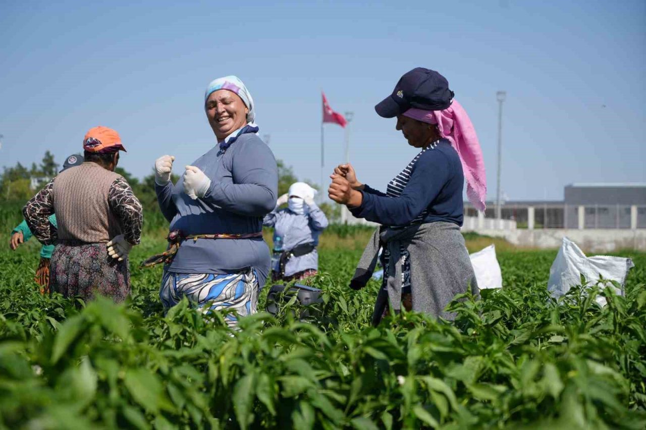 Edirne’nin tescilli lezzeti Karaağaç acı biberinin hasadına başlandı. İşçilerin 35