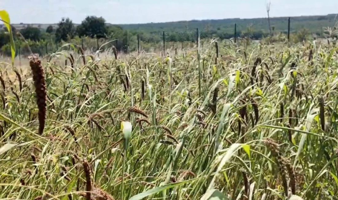 Edirne’nin Meriç ilçesine bağlı Subaşı beldesinde yaşayan bir üretici, bölgede