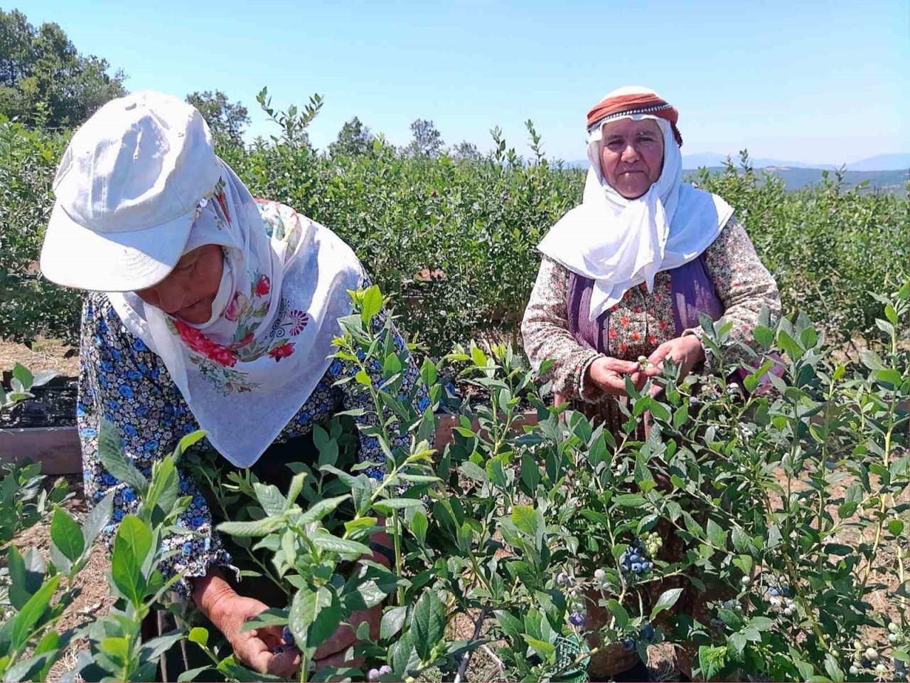 Bilecik’te yüzde 50 hibe desteğiyle kurak araziye kurulan yaban mersini