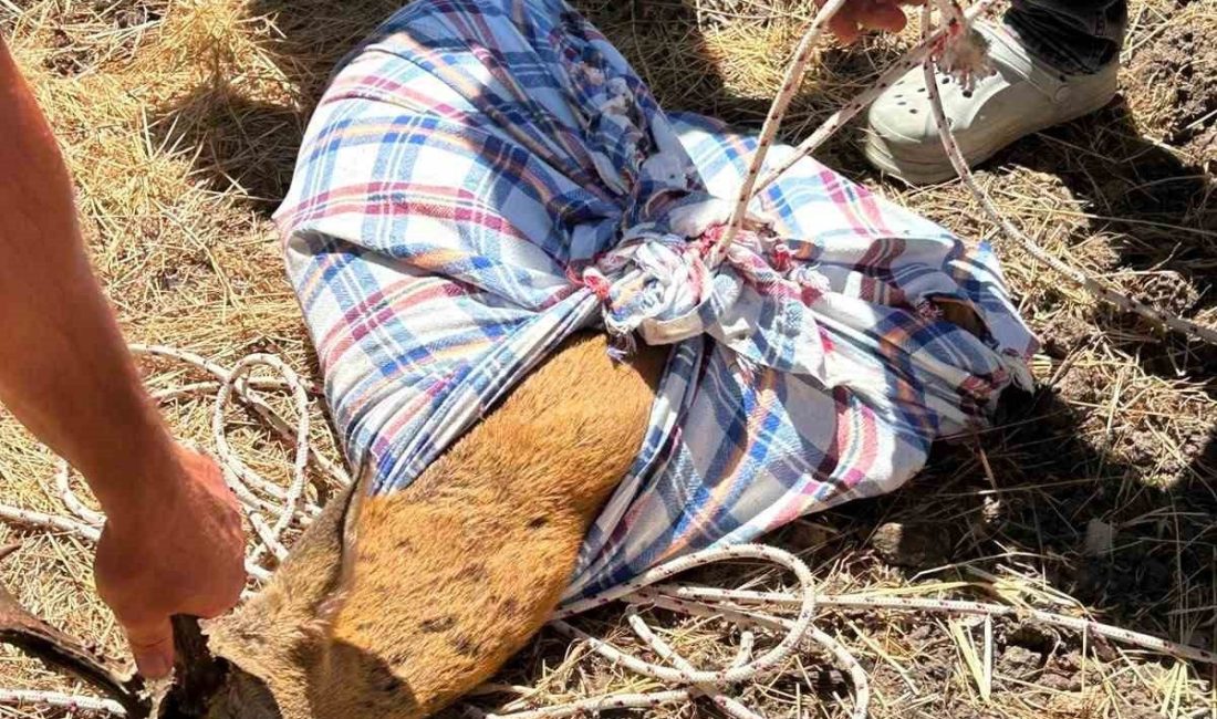 Balıkesir’in Altıeylül ilçesinde yaklaşık 9 metre derinliğindeki kuyuya düşen karaca,