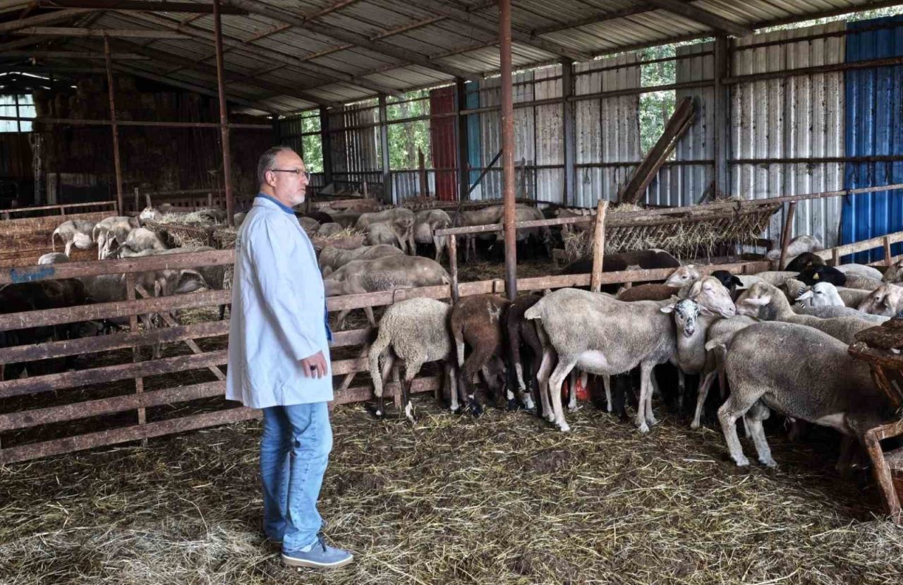 Kocaeli Büyükşehir Belediyesi, kent genelinde hayvancılıkla uğraşan üreticilere yönelik hibe