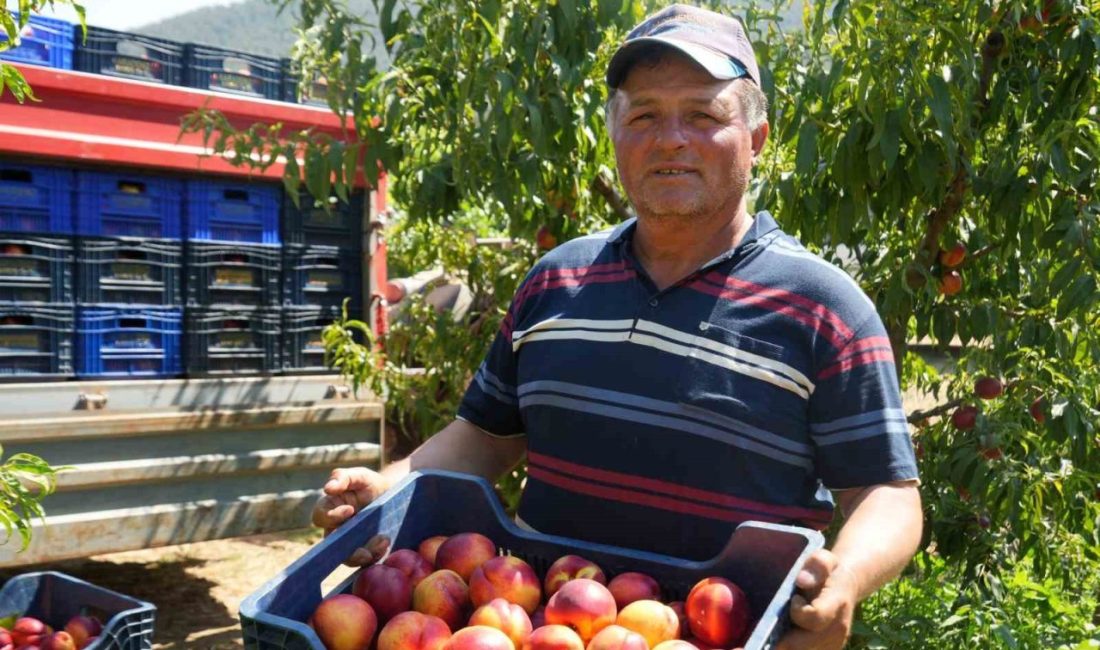 Bilecik’te şeftali ve nektarin hasadı hızla devam ederken, meyve suyu