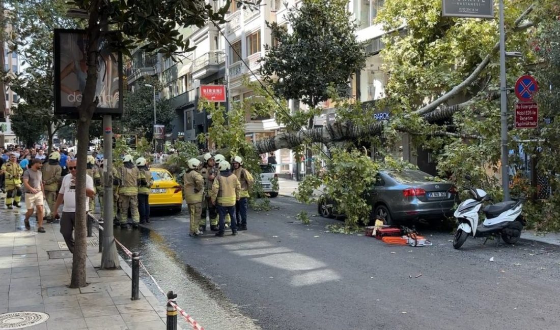 İstanbul Şişli’de henüz belirlenemeyen bir nedenle kökünden devrilen çınar ağacı,