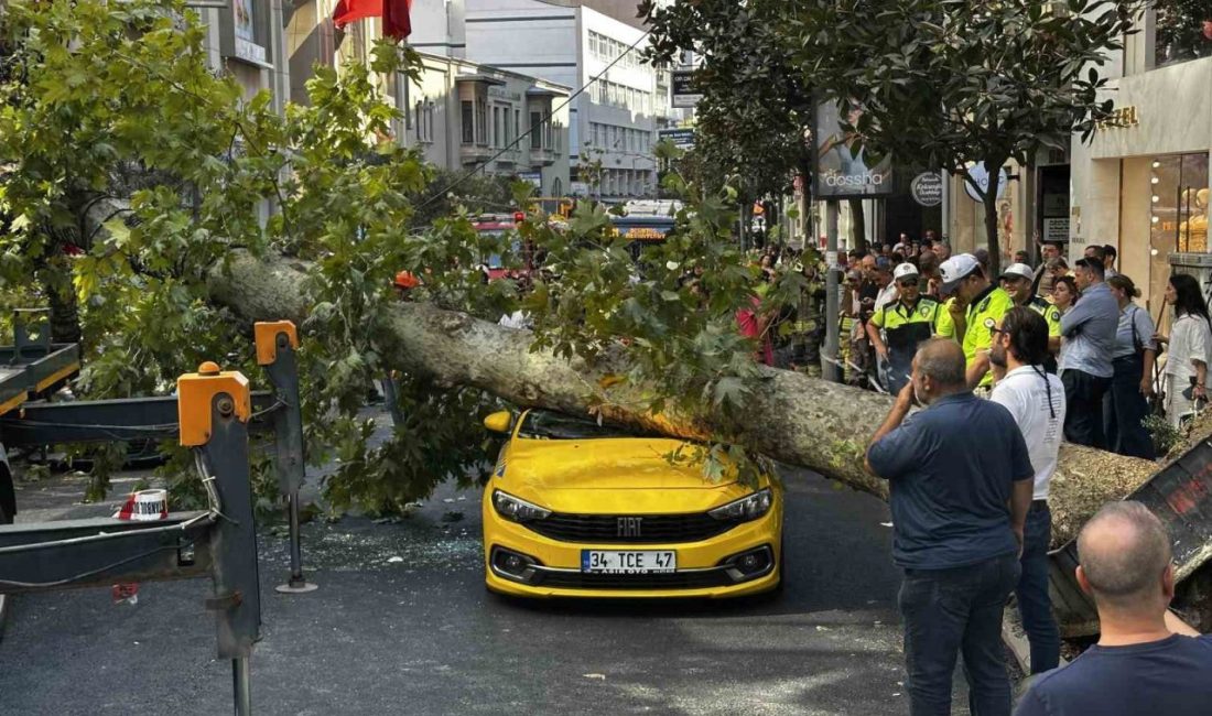 İstanbul’un Şişli ilçesinde, Teşvikiye Caddesi üzerinde bulunan bir çınar ağacı