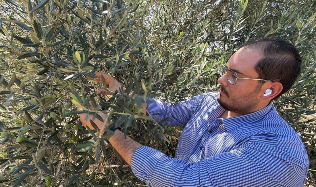 Ayvalık Ticaret Odası Genç Girişimciler Kurulu Başkanı, Zeytin ve zeytinyağı