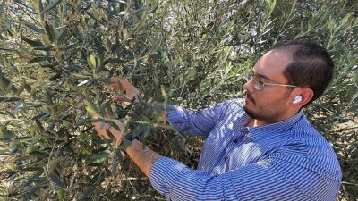 Ayvalık Ticaret Odası Genç Girişimciler Kurulu Başkanı, Zeytin ve zeytinyağı