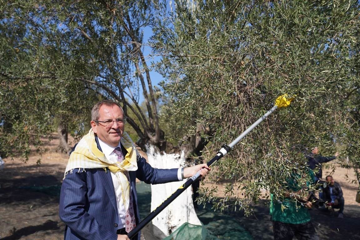 Balıkesir’in Ayvalık ilçesinde; Belediye Başkanı Mesut Ergin zeytin hasat döneminin