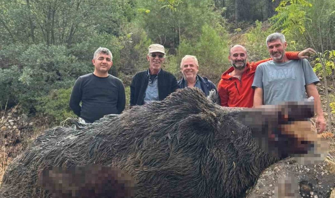 Bilecik’te mısır tarlarını talan eden ve üreticinin kabusu olan 350