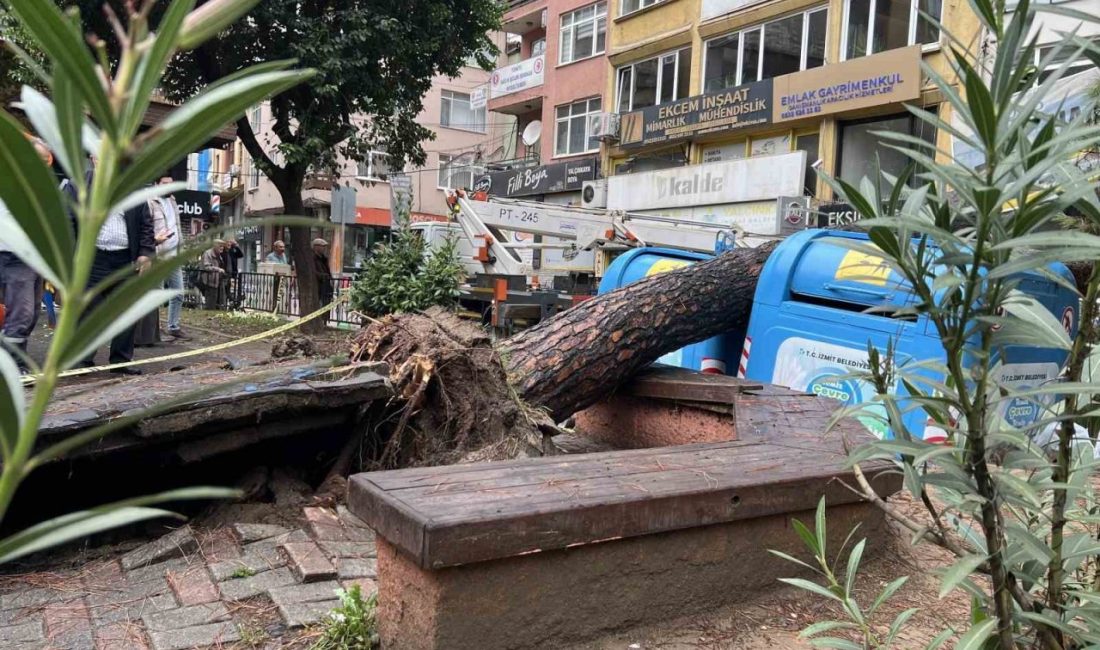 Kocaeli’nin İzmit ilçesinde sabah saatlerinde devrilen ağaç, sokağın bir bölümünü