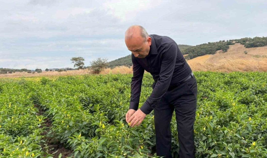 Balıkesir’in Karesi ilçesine bağlı Turplu Mahallesi’nde turşuluk biberiye hasadı devam